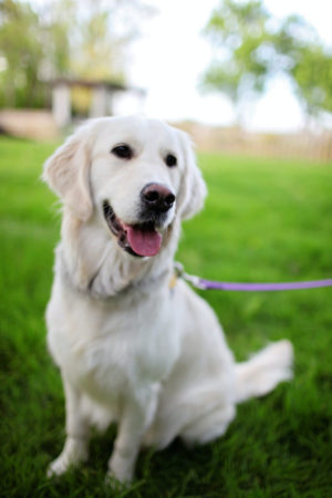 adorable-lab-on-walk